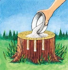 Tree Stump Removal – Get rid of tree stumps by drilling holes in the stump and filling them with 100% Epsom salt. Follow with water, and wait. Live stumps may take as long as a month to decay, and start to decompose all by themselves.
