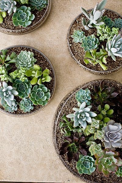 succulents