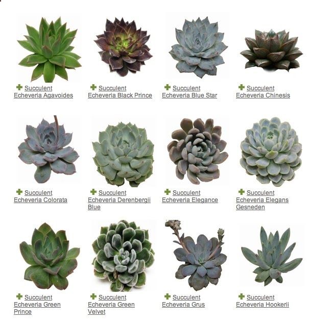 Cigar Box and succulent centerpieces | Succulent Echeveria variety guide Detroit modern wedding florist sweet …