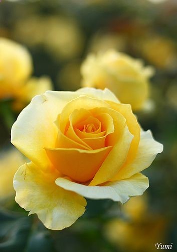 Yellow Roses, my favorite!
