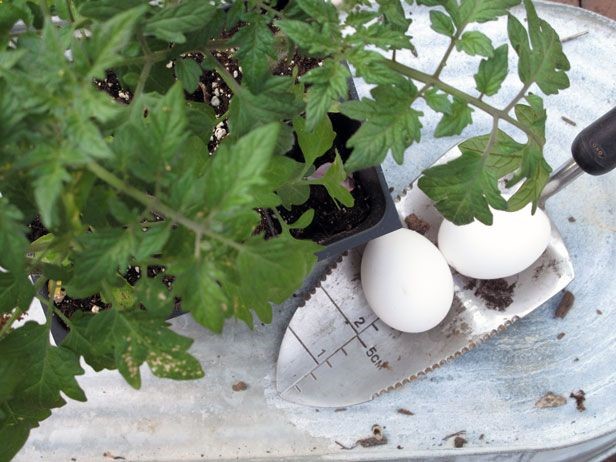In Your Words: 9 Tomato Planting and Growing Tips to Try | Made   Remade