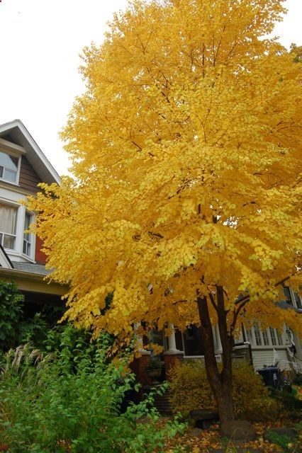 Cercidiphyllum japonicum- the Katsura Tree: Delicate, heart-shaped foliage keeps changing; leaves emerge bronze to reddish purple, turn blue-green in summer and yellow to apricot in fall. Big surprise comes lastsweet, spicy aroma thats compared to ginger cookies, caramel and cotton candy! Quickly grows 40-60 ft. in height in full sun, doing well even in clay soils. Zones 4-8.