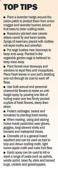 garden tips