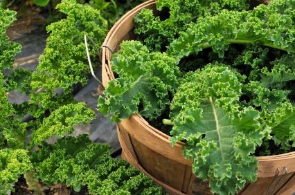 How to Grow Kale