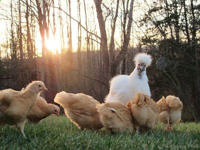The Chicken Chick: Coccidiosis: What Backyard Chicken Keepers Should Know