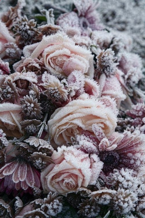 frozen flowers
