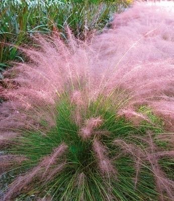 Cotton Candy Grass – Withstands heat, humidity, poor soil and even drought. Very easy to grow, it reaches a mature height of 3-4 feet tall and gets 3-4 feet wide. Grows in all U.S zones.
