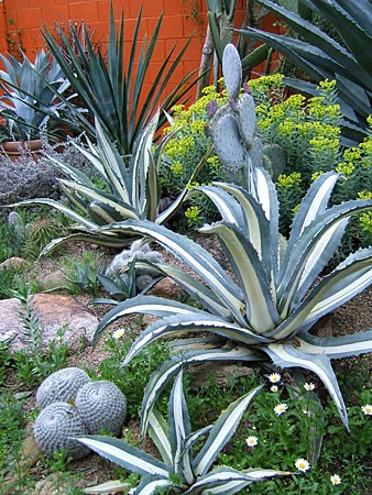 Desert Landscaping Tips
