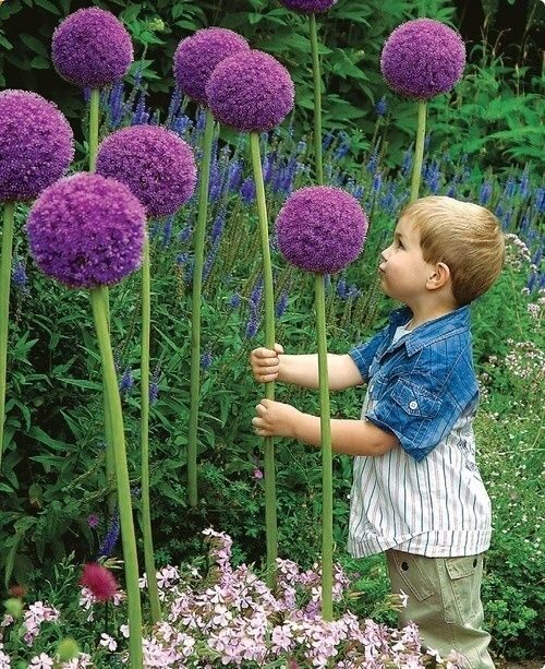 Allium Gladiator: Large, ball-shaped purple flowerheads, 6-9 inches across with silver tips. Blooms early summer. Great as long-lasting cut flower. Height: 4-5 feet.