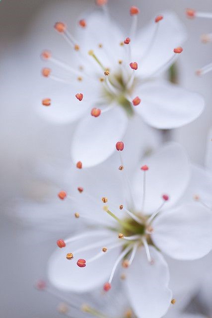 Flowers…
