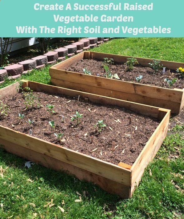 Create A Successful Raised Vegetable Garden With The Right Soil and Vegetables