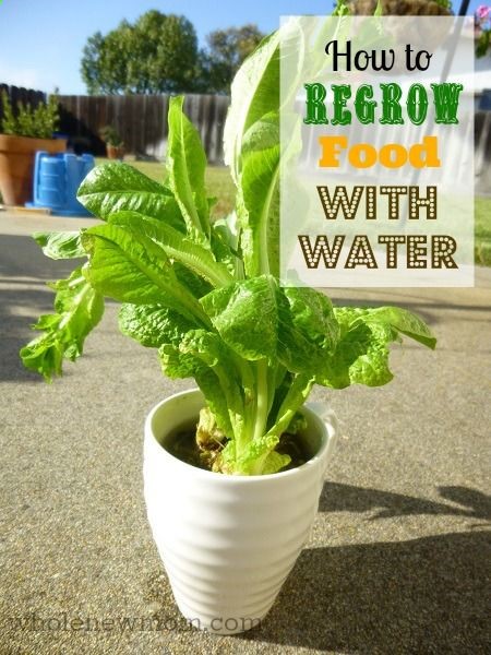 Did you know you can grow in water? You can grow organic veggies in water only! Learn what plants grow in water.