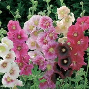 Oh Hollyhocks!! I love you! (Little water. Full sun. Drought tolerant. Attracts butterflies. Yay!)