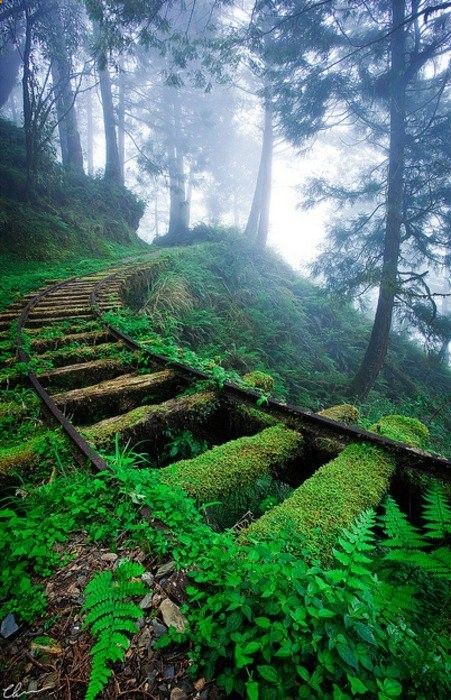 tracks