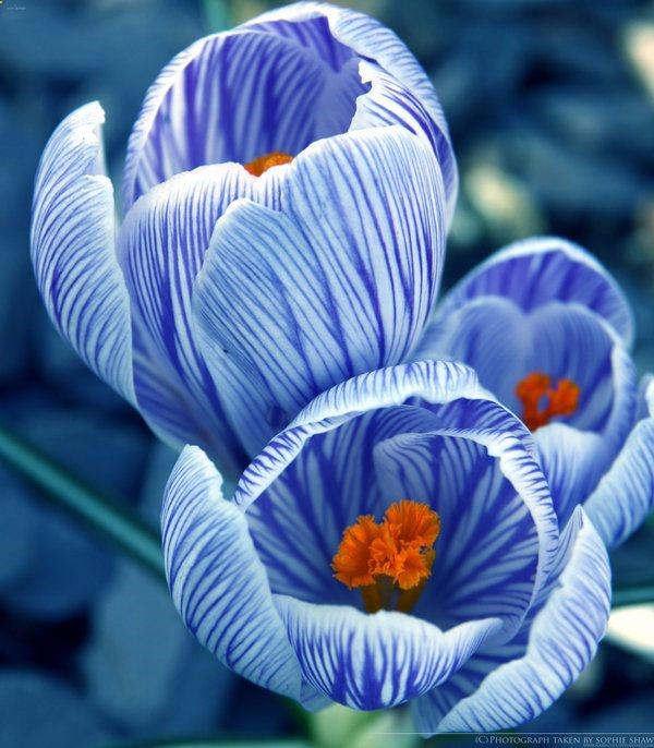 Crocus bloom in the late fall or early spring. Consider planting bulbs across the lawn. They will flower when it is too cool outside to mow, and their grass-like foliage blends right in with the lawn in the warmer months.