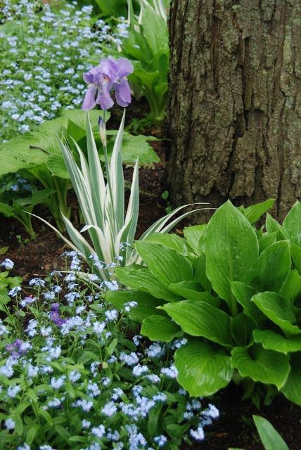 In the Shade Path Garden is Iris pallida variegata with its white and green punctuating foliage among the broad leaved hostas and billowing forget-me-nots~Myosotis ..rh