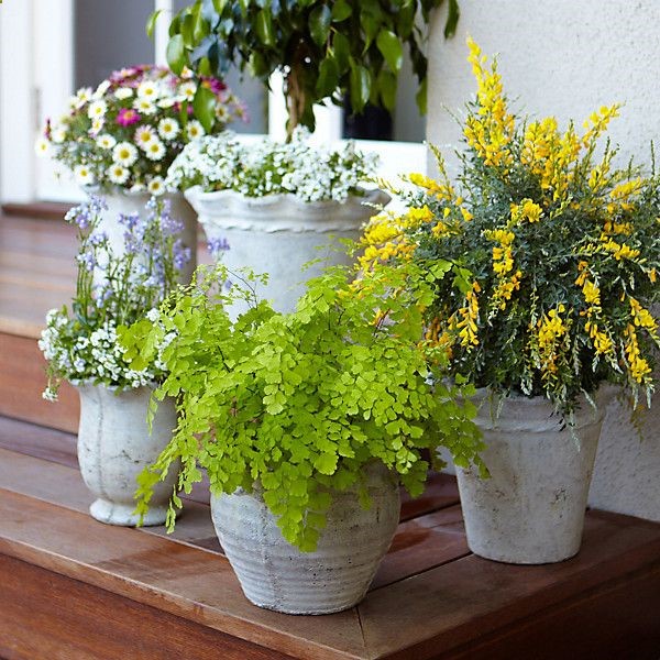 For the deck- mosquito repelling plants