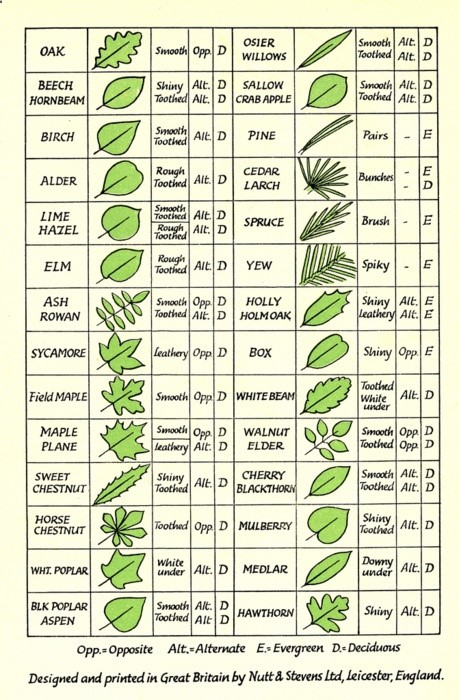 Tree/Leaf Identification.