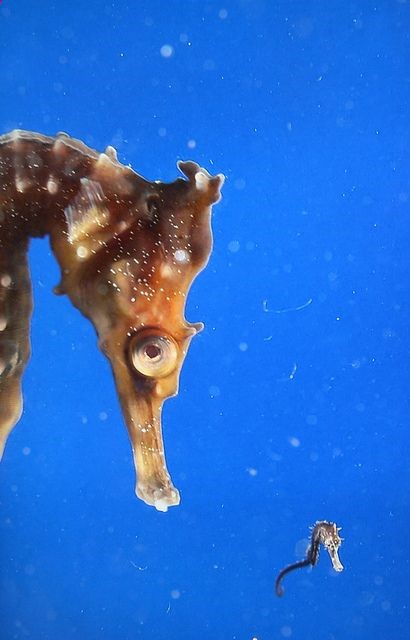 #sea life #Sea horses