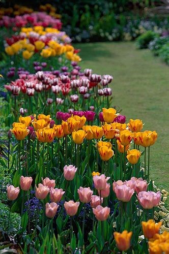 spring in the sunken garden, Chenies Manor Garden, Buckinghamshire, England