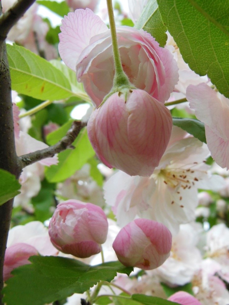 Apple blossoms