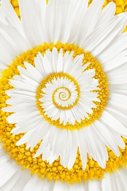 A miracle daisy – I want this!