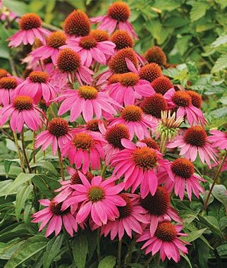 Echinacea, PowWow Wild Berry (Burpee: seeds, perennial). I already have one plant that I bought mid-summer 2011–a hardy, dwarf coneflower with nice, bright blooms.