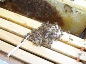 online bee keeping classes