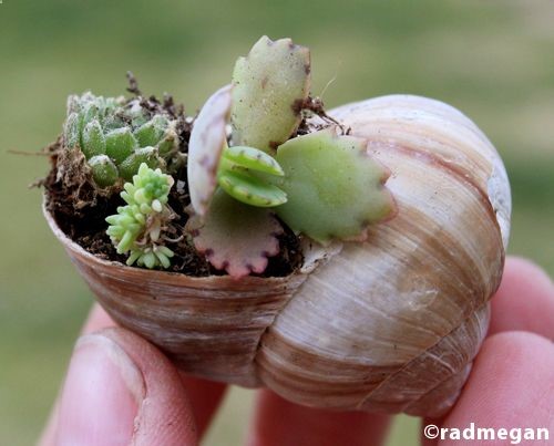 Miniature Gardens: Shell-Potted Succulents