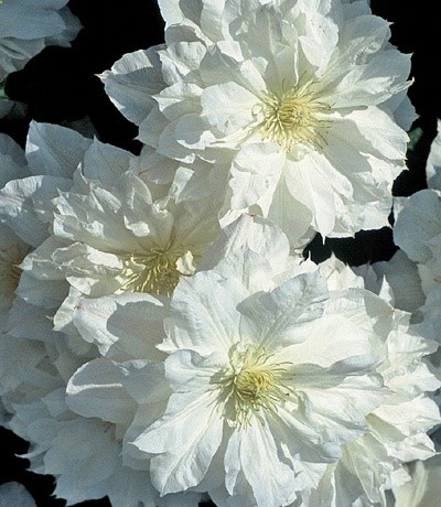 Klehms Song Sparrow Farm and Nursery–Clematis