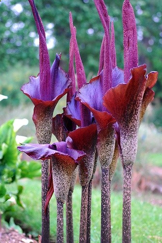 Voodoo Lily