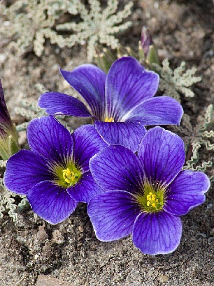 Oxalis laciniata