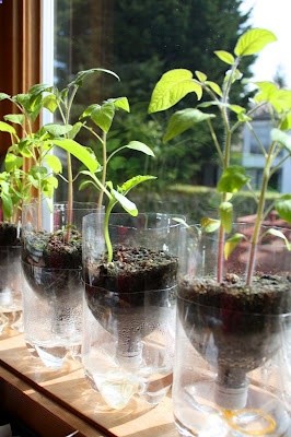 Self Watering Seed Starter Pots