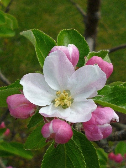 Apple blossom