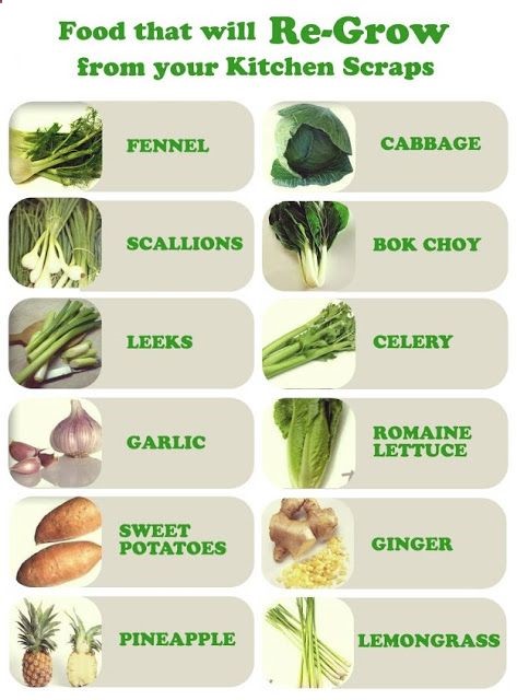 Grow plants from kitchen scraps