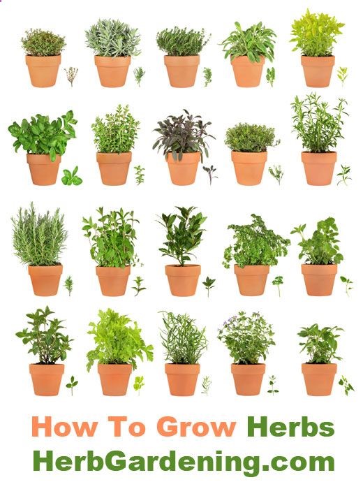 Herb Gardens | How To Grow Herbs Indoors and Out