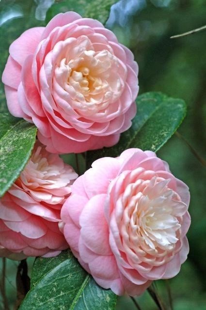 …blushing pink Camellias