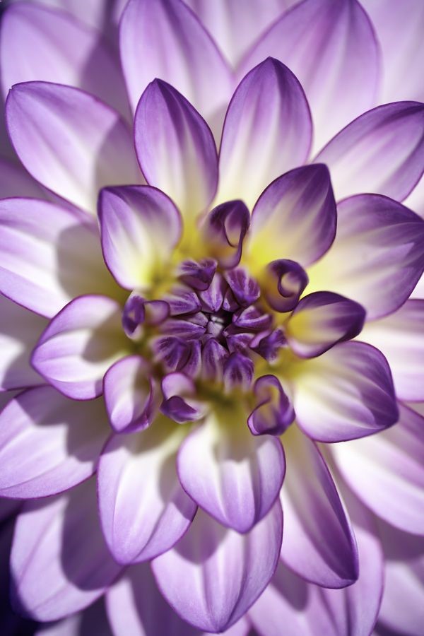 Dahlia
