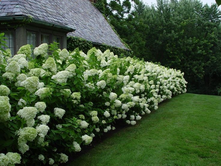 For back fence…Limelight hydrangeas. They grow up to 8 ft tall, can grow in full sun or shade and can tolerate dry soil. This would be awesome!