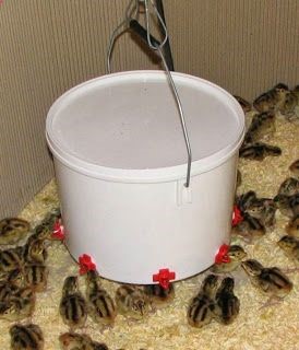 All About Watering Nipples – Keeping Your Birds Water Clean — Community Chickens