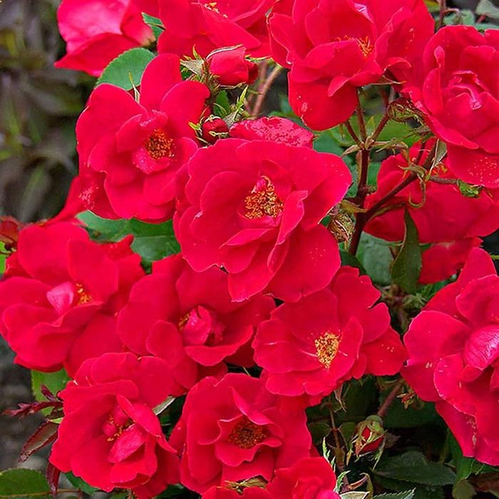 Have the best roses in the entire neighborhood with these tips! #Garden