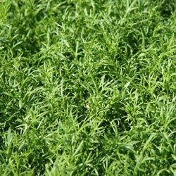 CHAMOMILE Ground Cover – Magic Carpet Ride by Live Mulch #chamomile #groundcover