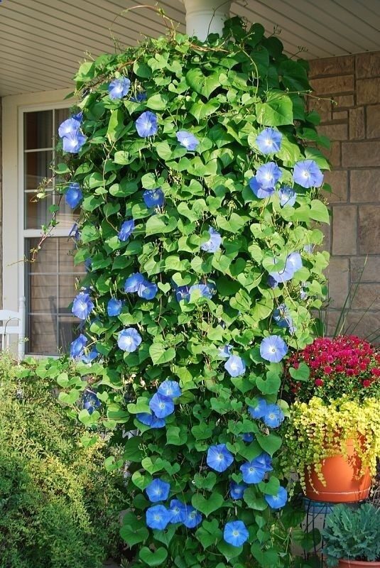 Blue Morning Glories..put in a hanging pot, and they will grow downwards.