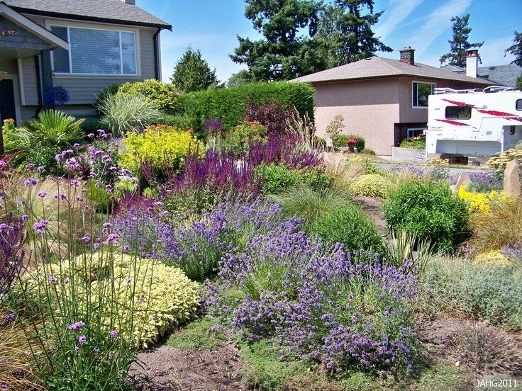 A contemporary west coast drought tolerant garden with Hidcote Lavender (English) as one of the feature plants.