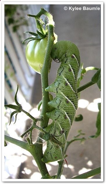Plant moon flowers (Datura) in your yard they will leave your tomato plants alone its also a host plant! Sherry is right the moths are amazing. I grown the moon flowers just for these moths!!