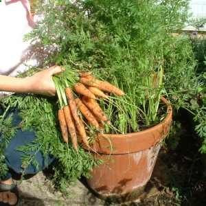 Carrots are easy to grow in pots. great for small spaces or questionable ground soil.