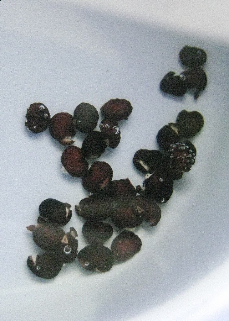 Soaking seeds before planting is an old time gardeners trick that many new gardeners are not aware of. When you soak seeds before planting, you can significantly decrease the amount of time it takes for a seed to germinate. Lets look at the reasons for soaking seeds and how to soak seeds. By Heather Rhoades | Gardening Know How