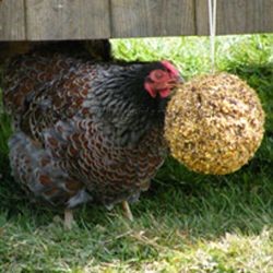 chicken balls!