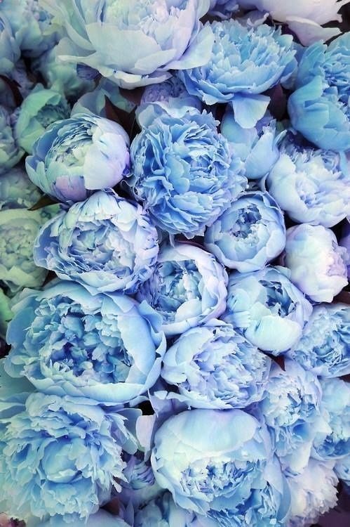 Periwinkle blue peonies
