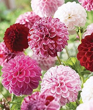 Pot Luck Dahlia – one plant will produce dozens of blooms of varying colors